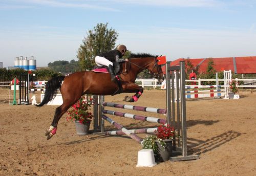 ot nogent agenda cerclehippiquenogentais criterium.