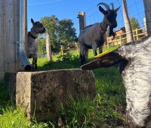 nogent 52 nohmad gite du joliment consigny 14.