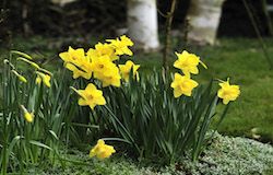 donnemarie bouquet de jonquilles.