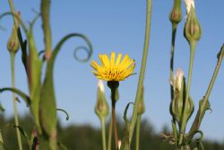 nogent 52 legende balibeux foueroux tragopogon pratensis 006 950.