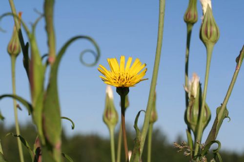 nogent 52 legende balibeux foueroux tragopogon pratensis 006 950.