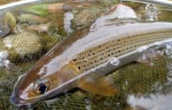 FDRATION DE LA PECHE ET LA PROTECTION DU MILIEU AQUATIQUE